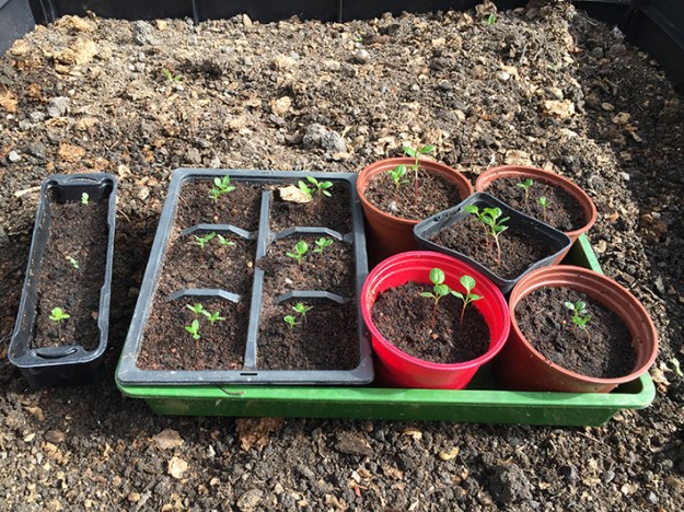 IndigoSeedlingsIndigoHse