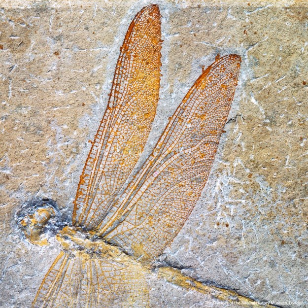 87014277_10156535778431537_6075802118655049728_o